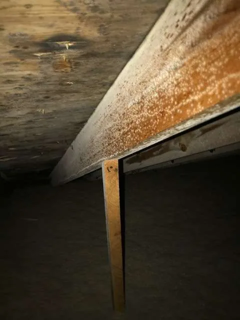 Attic rafter mold growth plywood sheathing