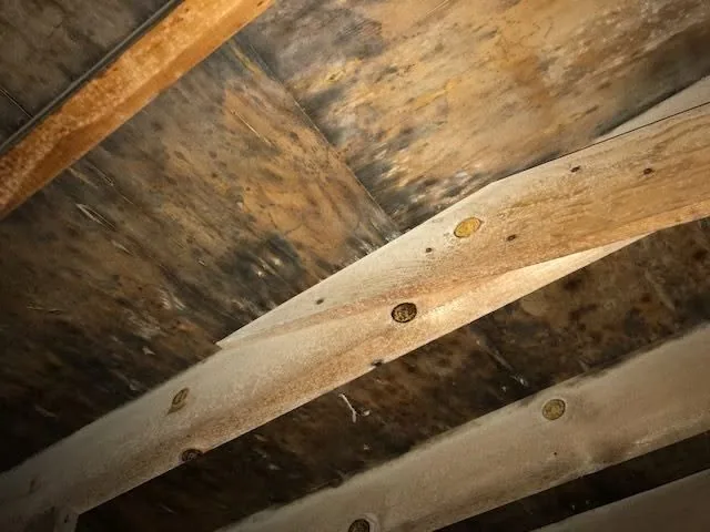 Attic rafters dark mold staining plywood sheathing