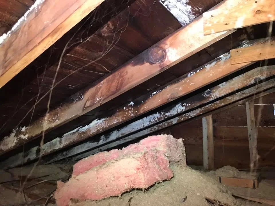 Attic rafters frost mold staining pink fiberglass