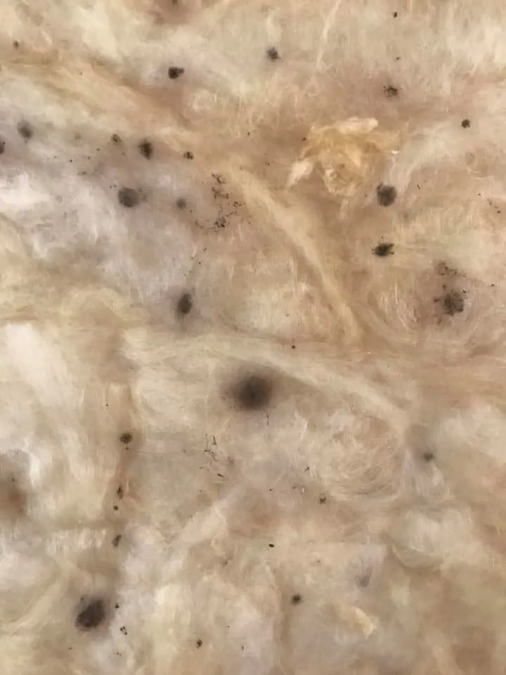 Fiberglass insulation black spots rodent droppings closeup