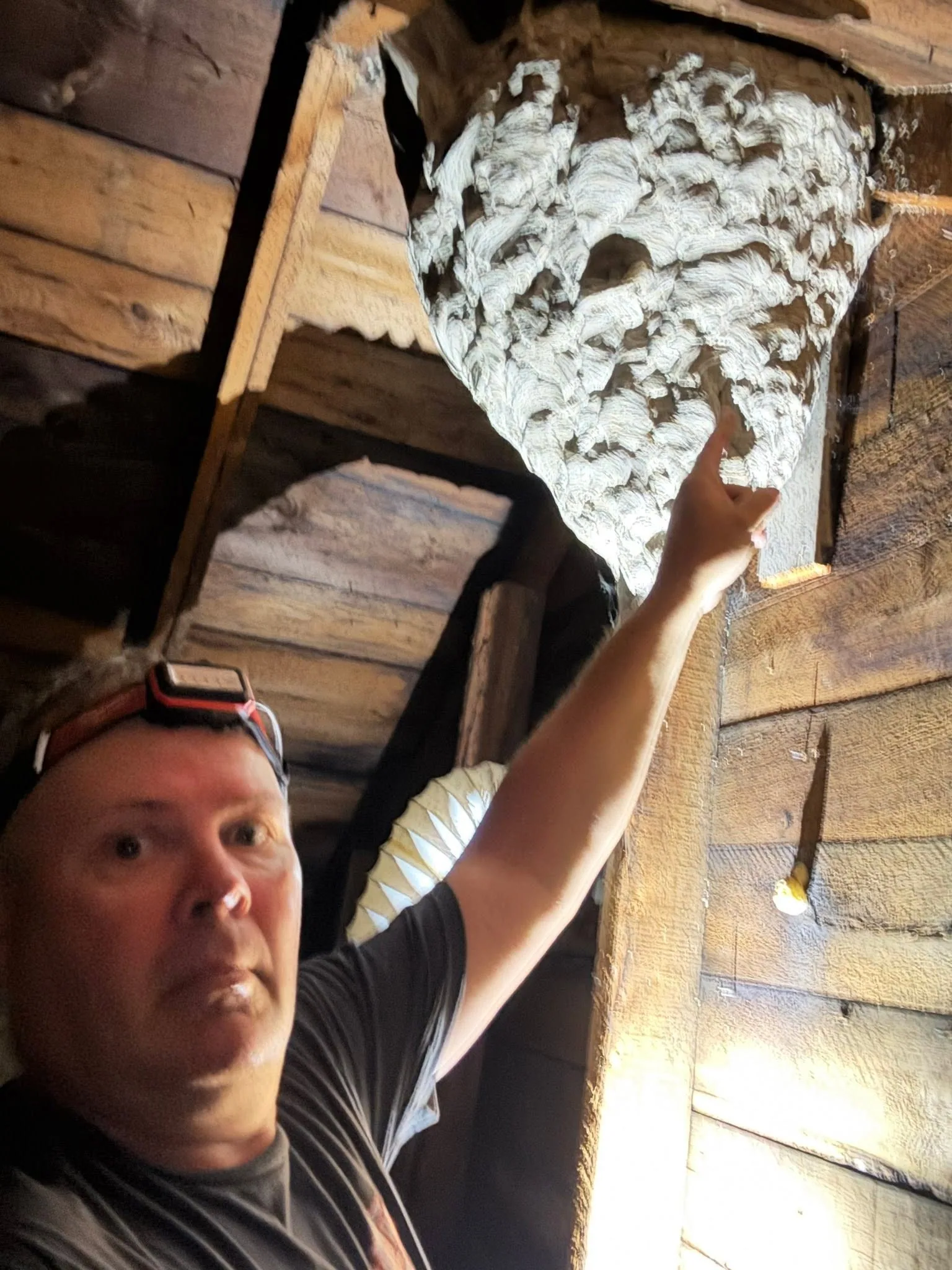 Inspector headlamp pointing large wasp nest attic rafters
