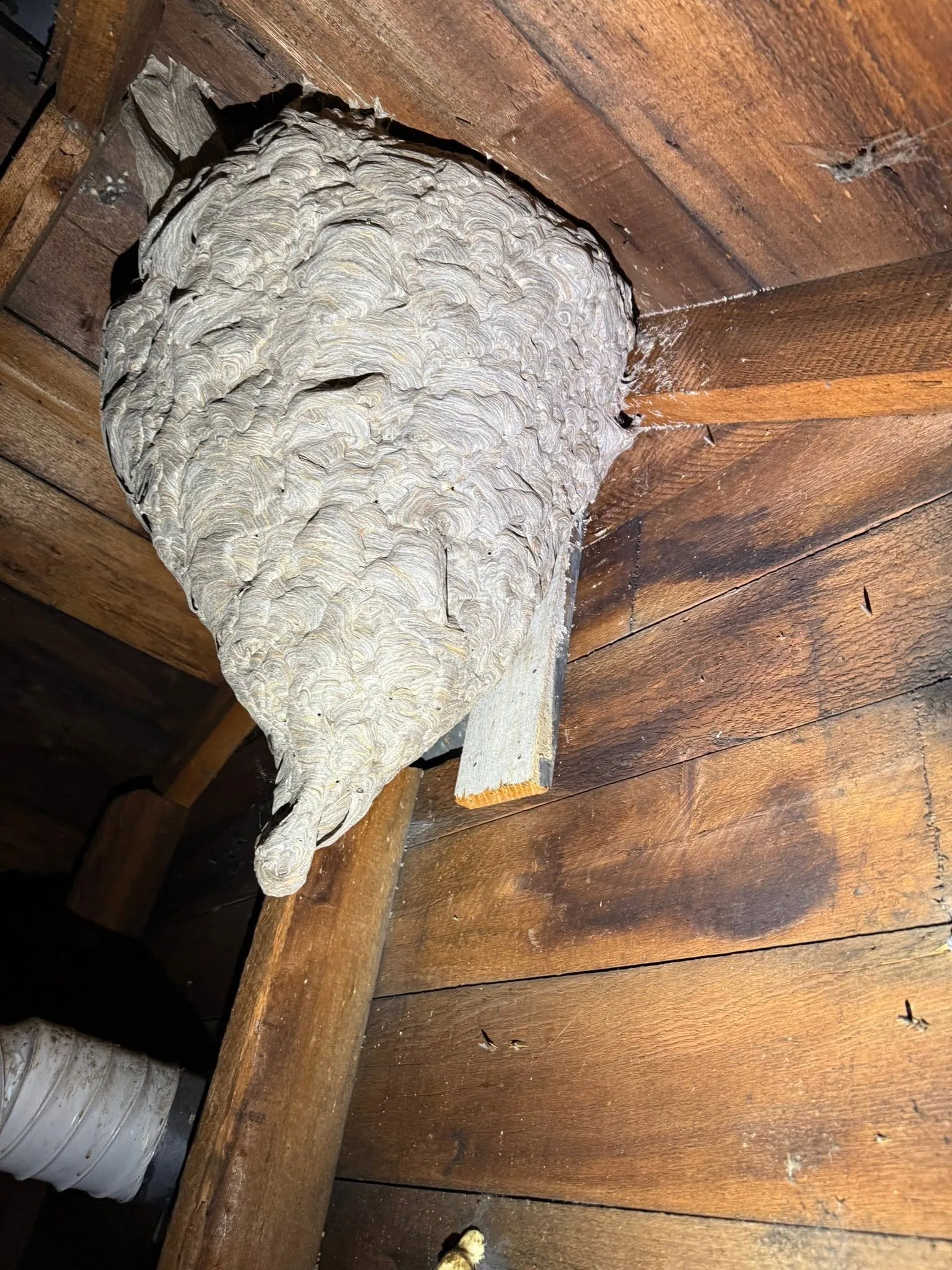 Large paper wasp nest attic rafter board sheathing