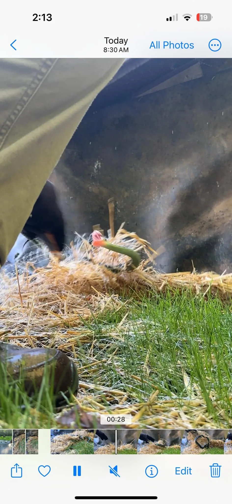 Video frame straw metal skirting grass