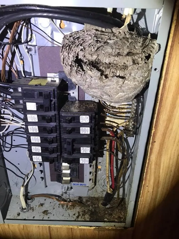 Wasp nest inside electrical panel breakers