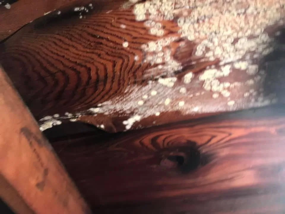 White mold spots attic rafter boards closeup